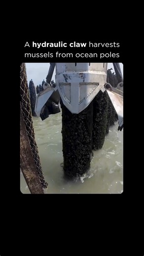AI | Technology | Business on Instagram: "This isn’t a claw machine, it’s how France harvests mussels at scale. 🦪🌊 Along France’s Atlantic coast, mussels grow vertically on wooden poles called bouchots, a technique dating back to the 1200s ⚓. Nets wrapped around the poles collect larvae as tides rise and fall, forming dense clusters untouched by sand or predators 🌱. When harvest time comes, hydraulic claw systems grip each pole, strip off the mussels, and drop them into nets below - fast, pre