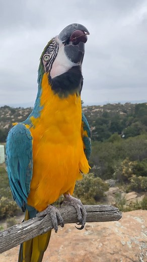 Well that was satisfying for both of us 😆 Our macaws get sweets and fatty foods like nuts sparingly, only as training treats. Many parrots are overfed fats and as a result have a lot of energy for behavior that isn’t benefiting them or anyone else, like inappropriate pair bonding, excessive vocalizations, and activities like year round cloacal stimulation. They are seasonal breeders, and the foods that we feed them out of love, availability and lack of information often lead our relationships d