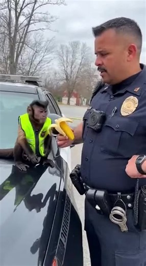 Funny Cat Videos Featuring Sora