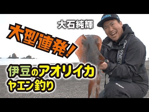 A series of large squid fishing in Izu