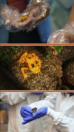 Celebrating Amphibians Week with Wild Kingdom