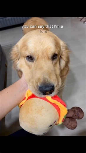 𝗟𝗨𝗙𝗙𝗬 on Instagram: "What’s your favorite thing about Golden Retrievers? I’ll go first: EVERYTHING! 💛🥰 . . . . #goldenretriever #puppy #goldenretrievers #dog #dogsofinstagram #trendingreels #love #puppylove #puppylife #viral #doglover"