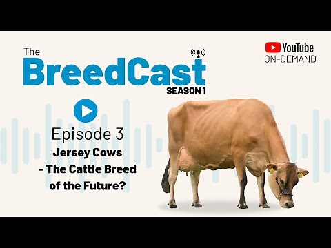 The BreedCast: S1 Episode 3 - Jersey cows - breed of the future?
