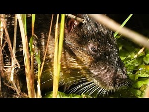 Rakali: The Remarkable, Australian Largest Aquatic Rodent 🦦🌿