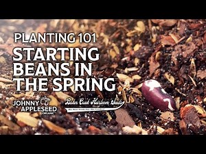 Planting 101: Starting Beans In the Spring