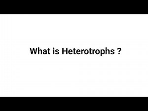 What is Heterotrophs?