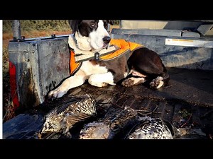 Catch & Cook Grouse | Alaska Wilderness