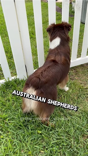 Understanding the Energetic Nature of Australian Shepherds