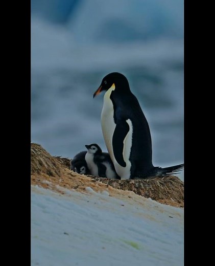 Cutest Baby Penguins Ever with Mom!
