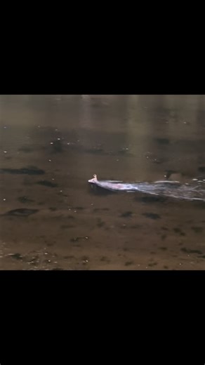 First time we’ve ever seen a deer swimming in the Tuckasegee River behind the @tuckriverhouse ! #fontanaguides | Fontana Guides