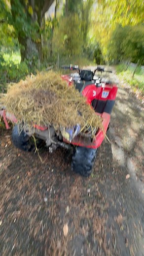 I got stung by a wasp and had a crash 💨 #quad #atv #flatout @hondaracinguk @hondaukpower @hondaukmotorcycles @monsterenergy @dirtwheelsmag @thehoonigans | Matthew Cathcart