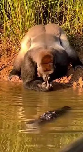 Crocodile contre Gorille… Qui va gagner ?😳🔥🔥🦍🐊 #crocodile #gorille #vs