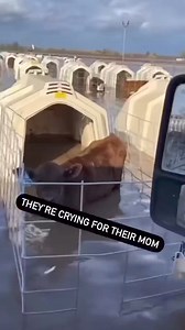 3K views · 34 reactions | Dairy farms are extremely susceptible to environmental challenges, including heavy rains, storms, fires, and flooding. These baby cows were separated from their mothers at birth, placed in these huts, and - if they don’t drown first - will have their lives taken from them by the veal industry. Is this how we should treat the world’s most vulnerable?  Rob Banks | Generation Vegan | Facebook