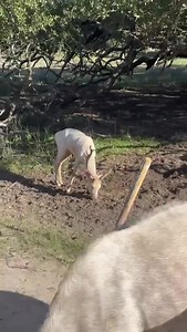 The addax haven’t realized it, but there’s an imposter in their midst. 🦌 The fallow deer here at the park have many colorations, this one just happens to be very similar to its friend the addax. Whose coloration is the product of an adaptation to its natural habitat, the Sahara desert. Thanks to our tour guide Riley for sharing this! 📷 #fossilrim #wildlife #safaripark #funnyanimals #wildlifelover #texastodo #dallas #exploretexas #endangeredspecies | Fossil Rim Wildlife Center