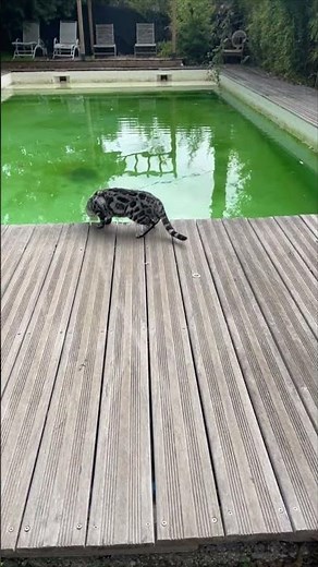 Bengal Cat Jumps into Backyard Pool After Getting Scared and Swims to Safety