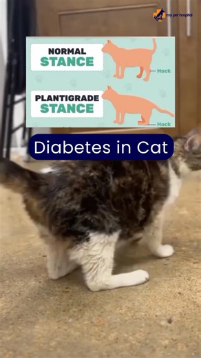 Ever noticed a cat walking flat on its back feet? That “dropped hock” posture is called plantigrade stance — a common sign of feline diabetes caused by nerve damage from uncontrolled blood sugar. Early diagnosis and proper treatment can improve mobility and quality of life. If something feels off, it’s always worth a vet visit Contact us for more details on 02138970111 Landline | Whatsapp #MyPetHospital #PetHealthAwareness #FelineDiabetes #CatHealthTips #VetCareForCats DiabeticCats HealthyCats P