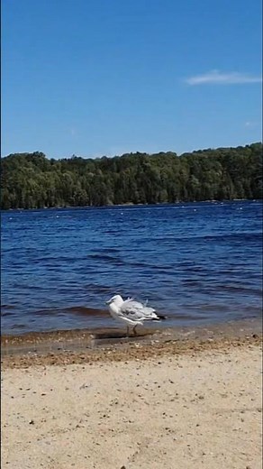 Seagull Sound for Relaxation #seagull#birds