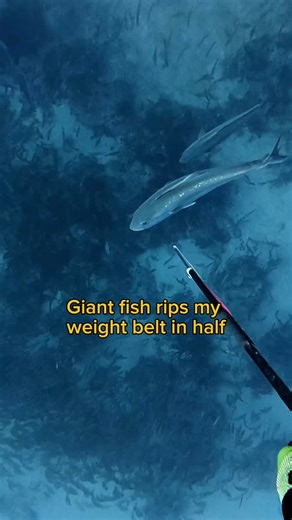 Big Water Guy | This amberjack was very healthy in size, when I shot him my belt reel was wrapped up on my dive knife and after he took off, he pulled me... | Instagram