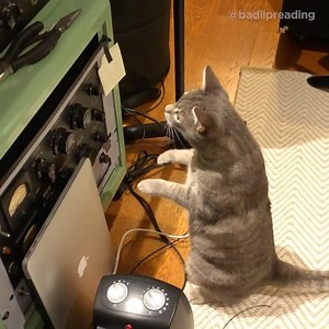 Bad Lip Reading on Instagram: "My cat y’all. No lip reading. Just my cat. Wait for it..."