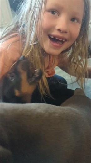 Biggest Red Doberman Puppy in the Litter 😍 Raised with Kids