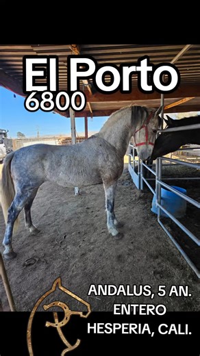 Discover Andalusian Horses in Hesperia, Cali