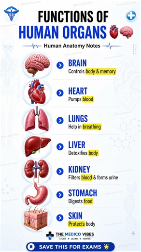 🫀 Human body ke organs exactly kya kaam karte hain? 🤯