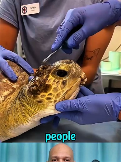 Understanding the Terrifying Nature of Barnacles