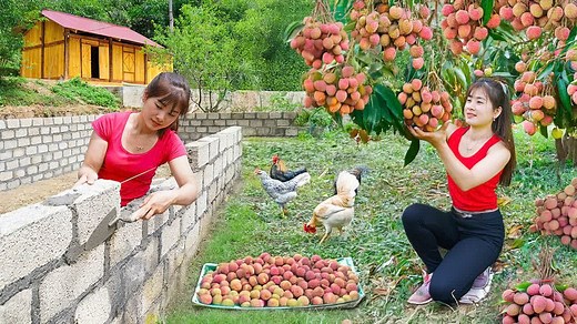 2.7K views · 46 reactions | Timelapse – 1000+ Giant Lychee Harvest - Build Chicken Coop & Off Grid Farm Life | TechZone 11 | Facebook