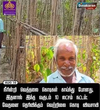 கரூர்; நீரின்றி வெத்தலை கொடிகள் காய்ந்து போனது, 10 லட்சம் நட்டம்; வேதனை தெரிவிக்கும் விவசாயி