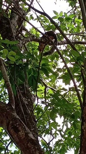 #animals #nature #shortvideo #wildlife