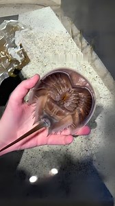 Horseshoe Crab 🦀 A Living Fossil! | 1 Minute Animals Discover the horseshoe crab, an ancient creature that has roamed the Earth for millions of years. You won't believe the bizarre appearance of this unique animal, with its hard shell and spiky legs. Learn about its fascinating history and why it's crucial for medical research. #HorseshoeCrab #LivingFossil #MarineLife #OceanLife #Crab | 1 Minute Animals