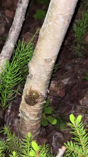 Frog Climbing Trees: Nature's Quirky Moments