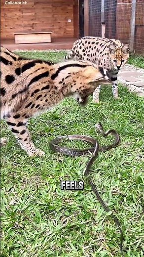 The Serval Cat With Monster Skills 🐱🔥 #wildlifeentertainment