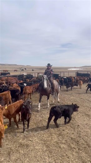 Branding #heeling #roping #ranch #cowgirl #horse #cattle #calves