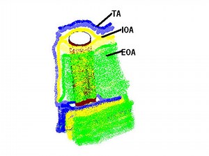 Demystifying the Rectus Sheath: Easy Explanation with Memorization Tips | Anatomy Tutorial
