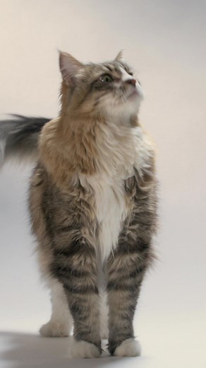 1.8K views | Good news, cat parents — Now Fresh Good Gravy is now available for cats!  Choose from two crave-worthy new recipes, coated in savoury turkey bone broth. Serve dry or just add water for a mealtime gravy they’ll pounce on. ❤️ | Now Fresh Pet Food | Facebook