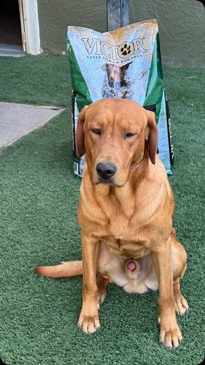 #mountainhoneylabradors Bo Diddley Loves Victor Dog Food | Mountain Honey Labradors