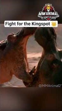 Two Hippos Fight for Dominance 🦛 | Alpha Battle for the King Spot