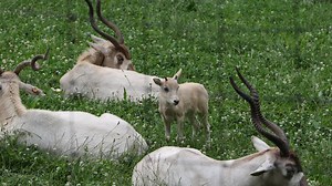 Des Moines zoo welcomes endangered addax calf