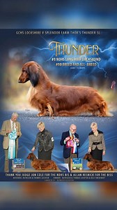 THUNDER GCHS Lockshire V Splendor Farm Thor's Thunder SL # 1 LONG HAIR DACHSHUND # 10 BREED & ALL BREED #ADF #AKC #dachshund #longhaireddachshund #hound | American Dog Fancier