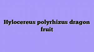 ᐉ Hylocereus Polyrhizus red flesh Dragon Fruit