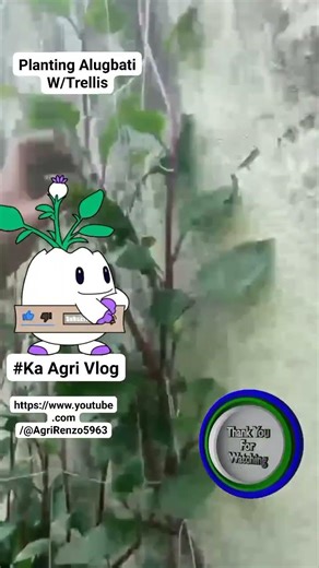 How to plant alugbati with trellis