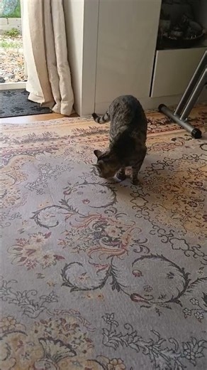 If your cat could talk, this is what they'd say #funnycats #catsoftiktok #talkingcat