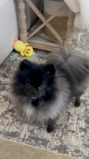 Happy Monday from our fluffy little world. 🐾 #perennialpomeranians #perennialpoms #pomlife #pomeranians | Perennial Poms