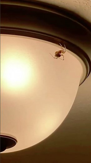 POV: A Spider Suddenly Falls from the Ceiling 😱🕷️ #spider #spiderjumpscare #spiderdrop