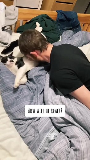 #catsoftiktok #howwillhereact #catreaction #catreacts #catexperiment #cattest