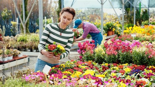 Adult woman buyer chooses common primrose in pot in flower shop