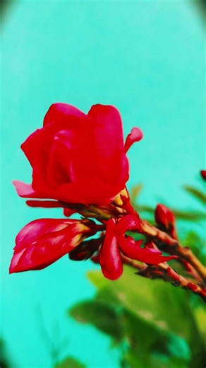 Nerium oleander red flower | #youtubeshorts #nature #gardenplant #flowers #flowergarden #garden.