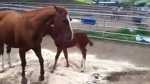 18K views · 612 reactions | Hydrive Cat Colt gettin schooled by mamma! :D | Horse Dimension | Facebook