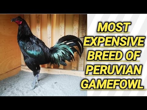 MOST FAMOUS PERUVIAN GAMEFOWL BREEDER OF ALL TIME